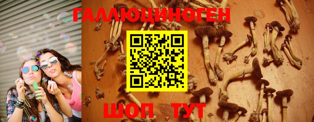 Грозный  где найти   Вход с VPN  Галлюциногенные грибы Psilocybe 